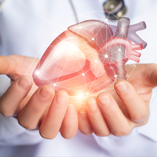 Srdce - nejohnivj orgn, kter vldne vem ostatnm v tle