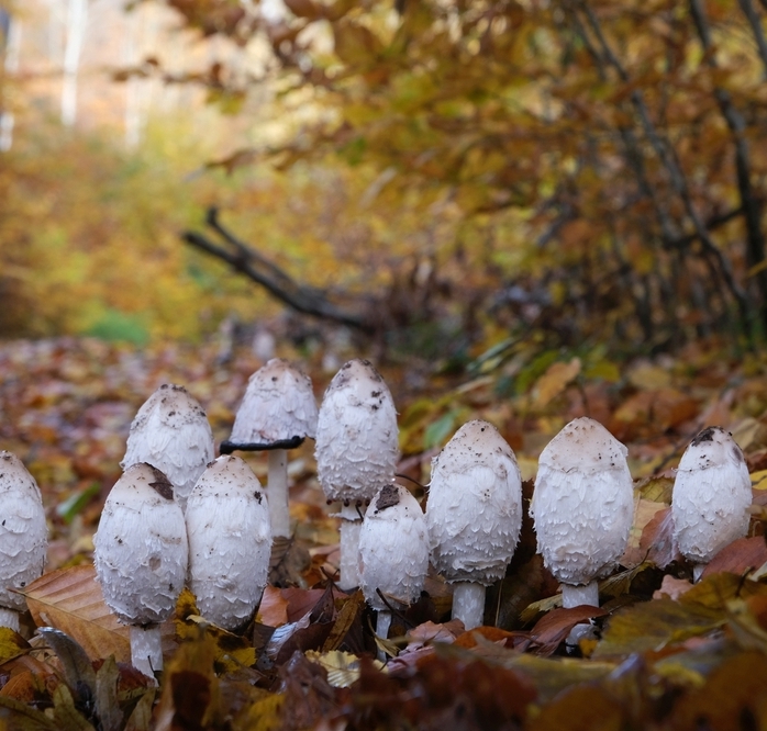 Coprinus comatus regeneruje alkoholem pokozen jtra