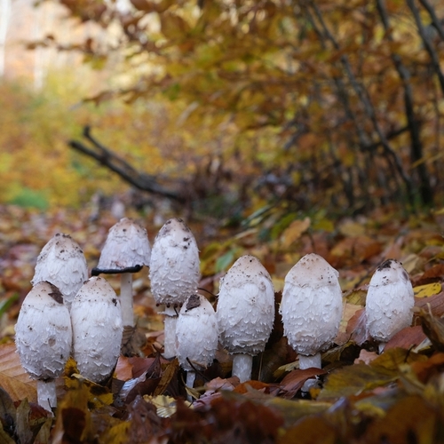 Coprinus comatus regeneruje alkoholem po�kozen� j�tra