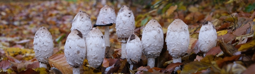 Coprinus comatus regeneruje alkoholem po�kozen� j�tra