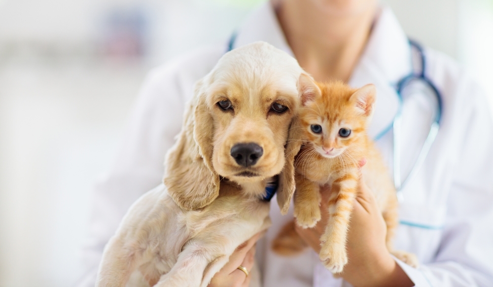 Tradin nsk veterinrn medicna a jej vyuit pi lb zvat
