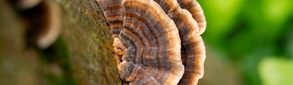 Jak dok�e Coriolus podpo�it t�lo b�hem onkologick� l��by?