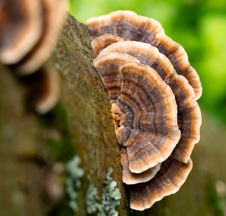 Jak dok�e Coriolus podpo�it t�lo b�hem onkologick� l��by?