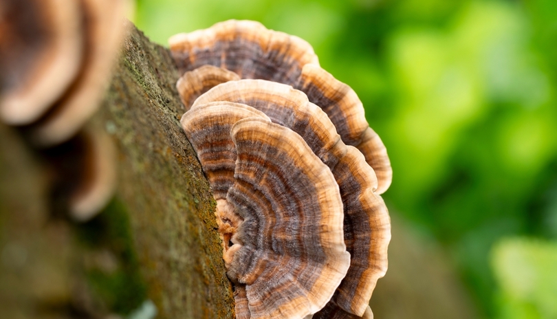 Jak dok�e Coriolus podpo�it t�lo b�hem onkologick� l��by?