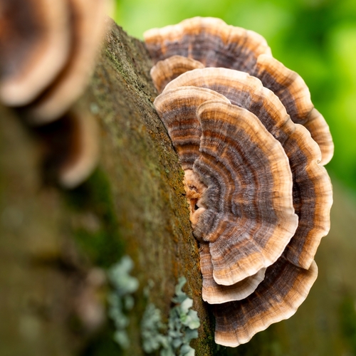 Jak dok�e Coriolus podpo�it t�lo b�hem onkologick� l��by?