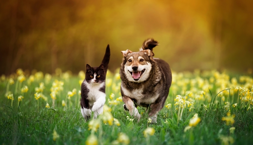 Vit�ln� houby pro zv��ata � p�irozen� cesta k harmonii a vitalit�