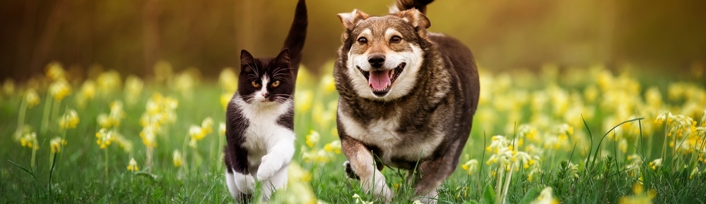 Vit�ln� houby pro zv��ata � p�irozen� cesta k harmonii a vitalit�