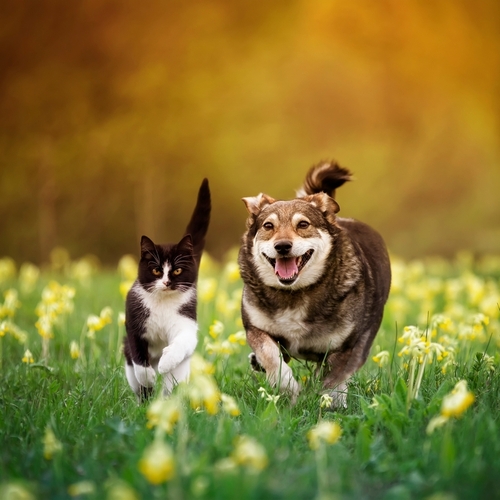 Vit�ln� houby pro zv��ata � p�irozen� cesta k harmonii a vitalit�